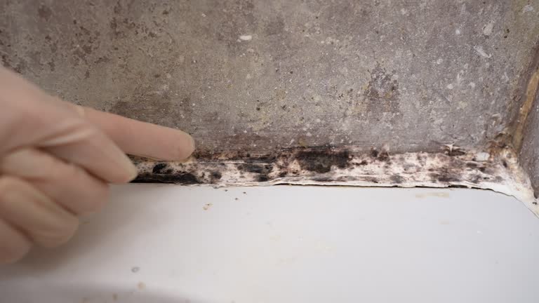 Best Forensic Mold Investigation  in Bass Lake, IN