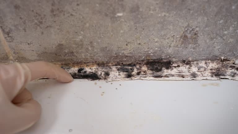 Best Asbestos and Lead Testing During Mold Inspection  in Bass Lake, IN